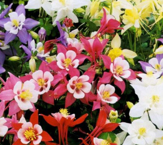 โคลัมบายน์ (Columbine - Mrs Scott Elliott) คละ / 450 เม็ด (UK)