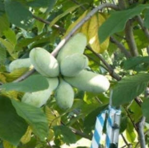 พอว์พอว์ (Paw Paw / Asimina tribola) / 5 เม็ด (P2S)