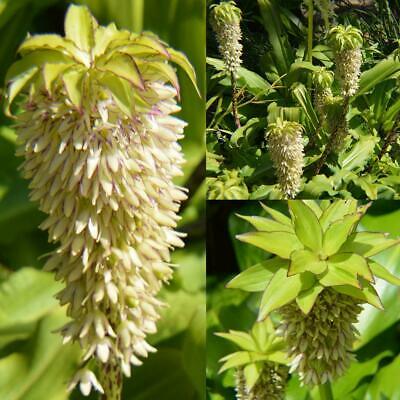 ลิลลี่สับปะรด (Pineapple Lily) / 50 เม็ด (นอก)