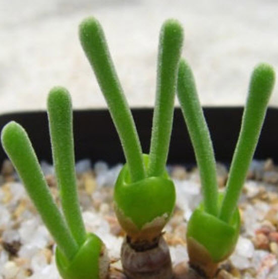 หูกระต่าย สีเขียว / 100 เม็ด