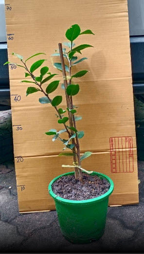 ต้น คามิเลีย คาเมเลีย Camellia ดอกสีเขียว สูง 50-60 ซ.ม./ ต้น