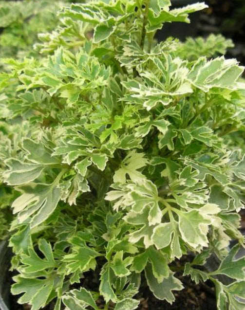 ต้นเล็บครุฑแคระ หรือเล็บครุฑหนู กระถาง 8 นิ้ว สูง 10-20 ซ.ม.