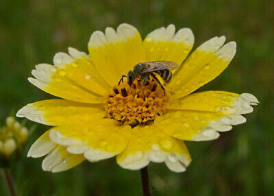 ดอกไข่ดาว (Tidy Tips) / 500 เม็ด (Portugal)