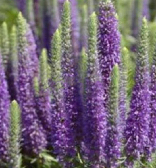 สปีดเวลล์ (Speedwell) คละ / 400 เม็ด