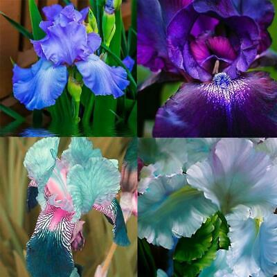 ฟาแลนน็อปซิส คละ / 50 เม็ด