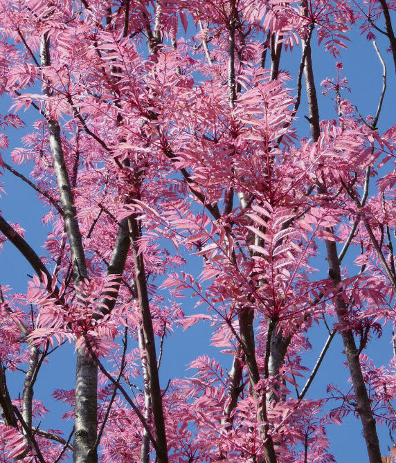 มะฮอกกานีจีน (Chinese Mahogany) หรือฟลามิงโก้ / 50 เม็ด (France)*