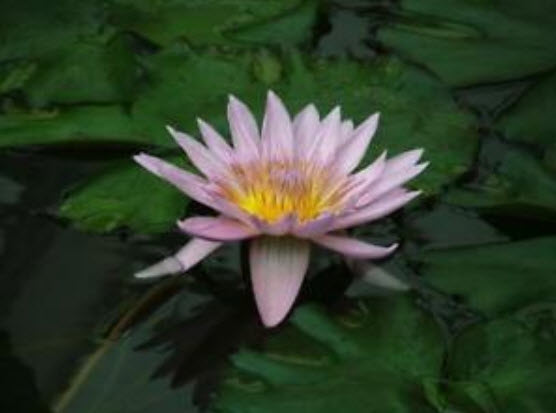 บัววิคทอเรีย / บัวกระด้ง / 7 เม็ด