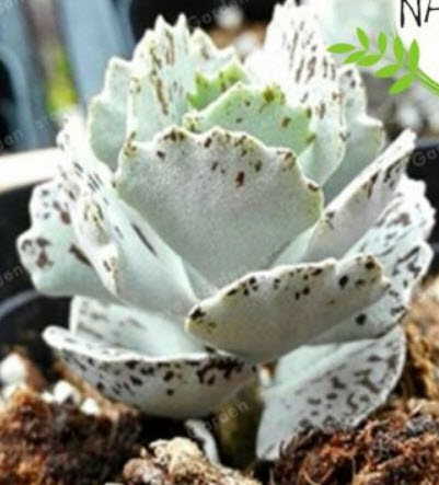 เมล็ดพันธุ์ กุหลาบหิน Kalanchoe Marmorata / 100 เม็ด (China)