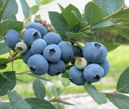 บิลเบอรี่ (Bilberry) / 300 เม็ด