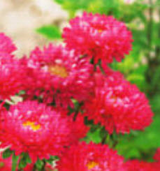 แอสเตอร์ (Aster) สีแดง / ซอง 50 เม็ด (A229)