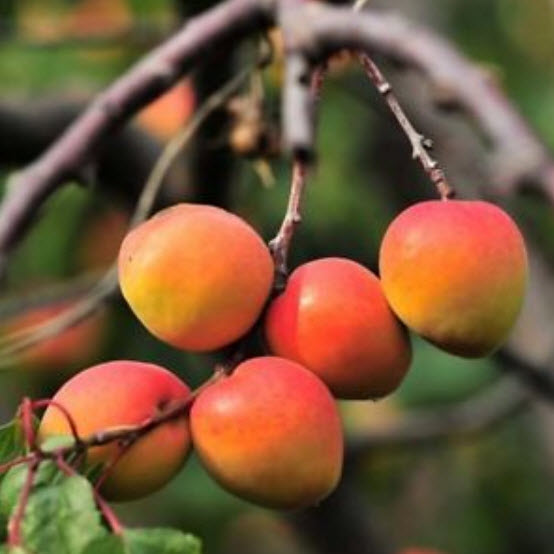 แอพปริคอทหวาน (Sweet Apricot) / 10 เม็ด