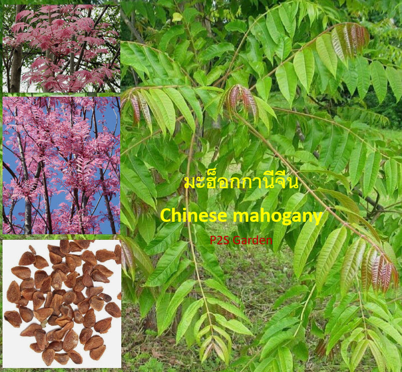 มะฮอกกานีจีน (Chinese Mahogany) หรือฟลามิงโก้ / 50 เม็ด (France)*