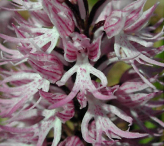 ดอกกล้วยไม้บุรุษเปลือย (Orchis Italica) / 20 เม็ด