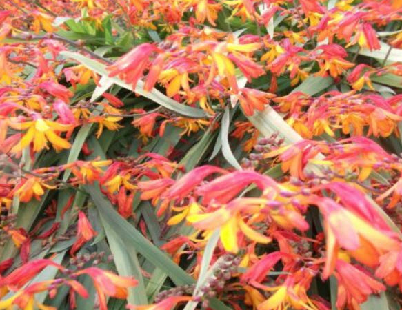 โครคอสเมียร์ หรือไอริชสีส้ม (Crocosmia) / 25 เม็ด (UK)
