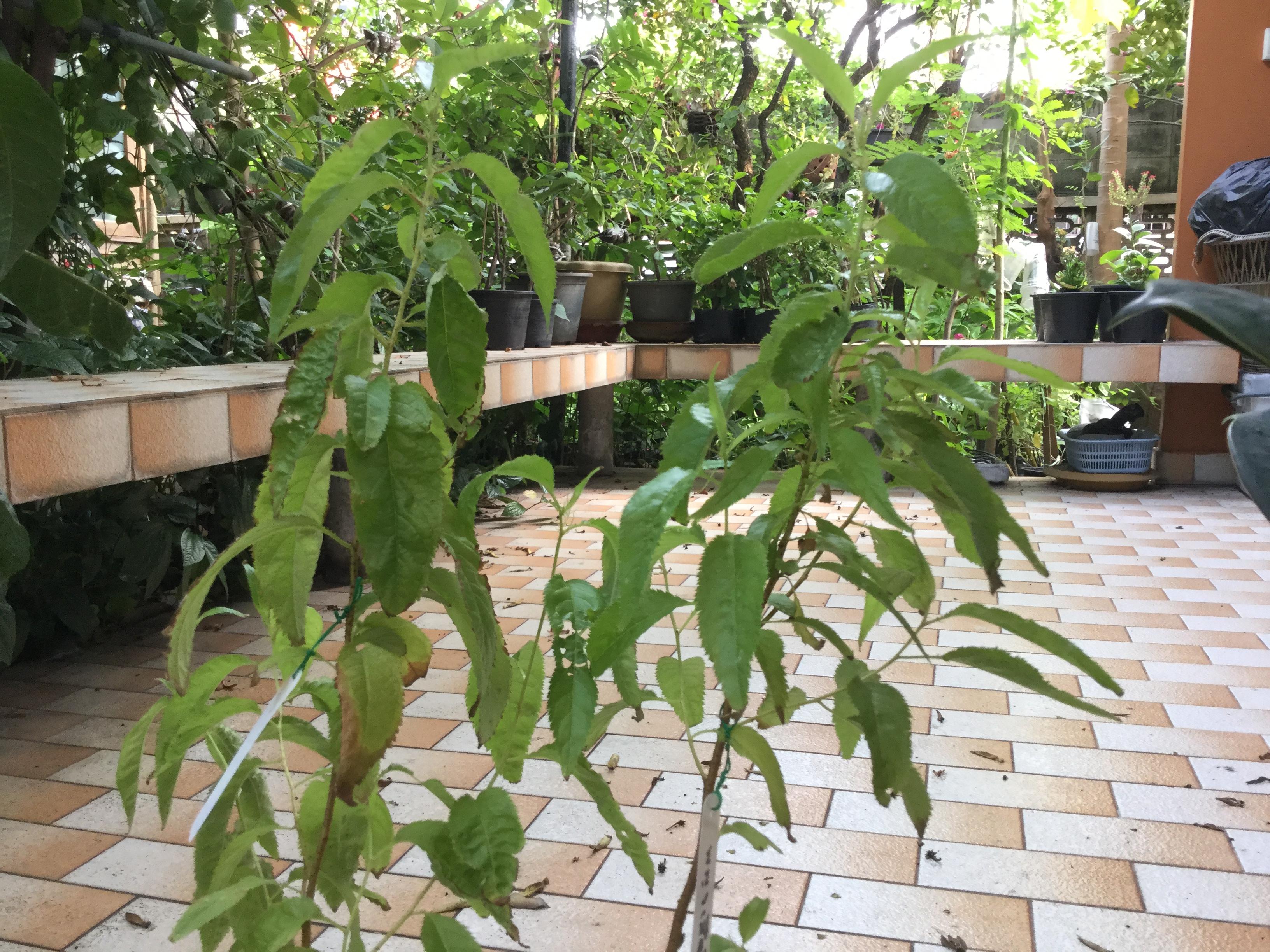 ต้นนางพญาเสือโคร่ง กระถาง สูง 50-70 ซม. / ต้น