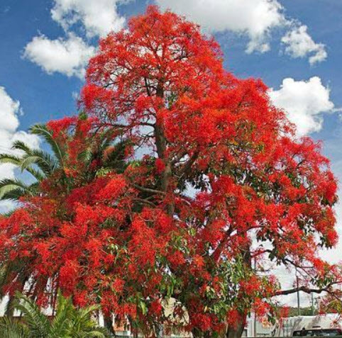 เพลิงภาณุ (Illawarra Flame Tree) / 10 เม็ด (Portugal)
