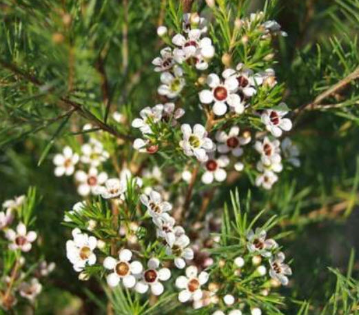 แวกซ์ฟลาวเวอร์ (Waxflower / Chamelaucium Uncinatum) สีขาว / 3 เม็ด (China)
