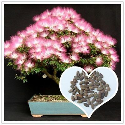 บอนไซ Persian silk tree / 25 เม็ด (นอก)