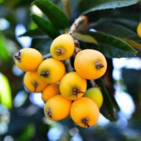บ๊วยจีน หรือโลควอท (loquat) / 10 เม็ด (China)