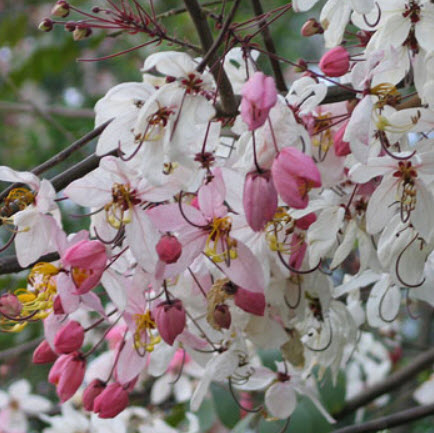 กัลปพฤกษ์ (Pink cassia) / 25 เม็ด (P2S)