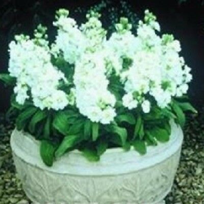 ไวโอเล็ท - ซินเดอเรลล่า ไวท์ (Violet - Cinderella White) / 25 เม็ด (UK)