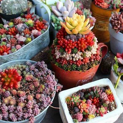 พืชอวบน้ำจิ๋ว (Mini Succulents) คละ / 100 เม็ด