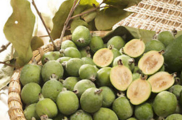 ต้นฝรั่งเฟยโจว ฝรั่งสับปะรด พันธุ์ Andre สูง 50-70 ซ.ม. ต้นไม้นำเข้า