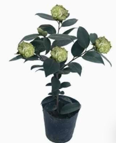 ต้น คามิเลีย คาเมเลีย Camellia ดอกสีเขียว สูง 50-60 ซ.ม./ ต้น