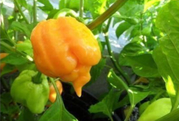 พริก Trinidad Scorpion Butch เหลือง / 15 เม็ด (USA)