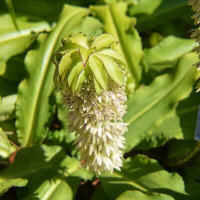 ลิลลี่สับปะรด (Pineapple Lily) / 50 เม็ด (นอก)