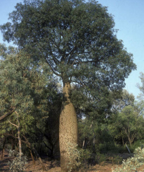 ต้นขวดใบใหญ่ (Broad Leaved Bottle Tree) / 5 เม็ด (Australia)