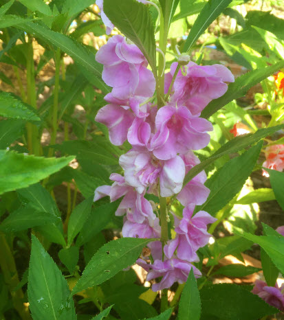 เทียนกุหลาบ เทียนซ้อน เทียนฝรั่ง ดอกซ้อน คละ / 40 เม็ด