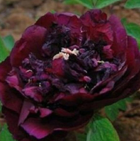 โบตั๋น (Peony) แดงเข้ม / 20 เม็ด (นอก)