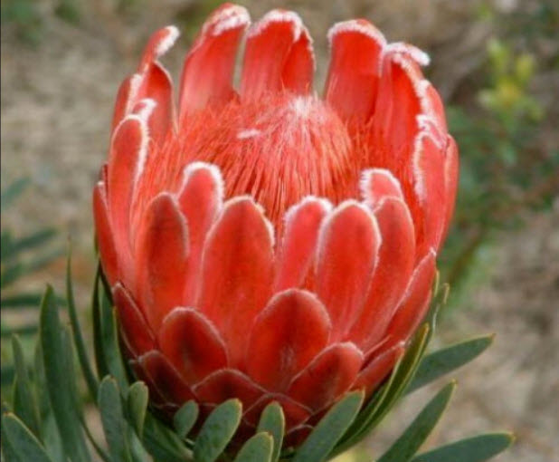 โพรเทีย (Protea Cynaroides) คละ / 300 เม็ด