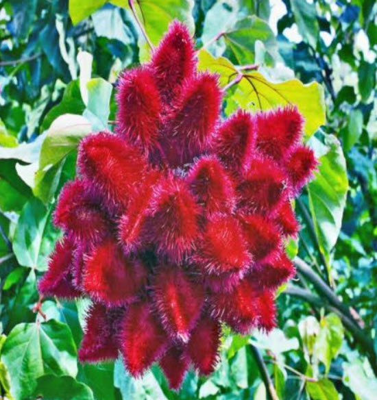 ลิปสติก (Lipstick Vine) / 5 เม็ด (Australia)