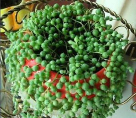 เพิร์ล คลอโรฟีทัม (Pearl Chlorophytum) สีเขียวเข้ม / 50 เม็ด