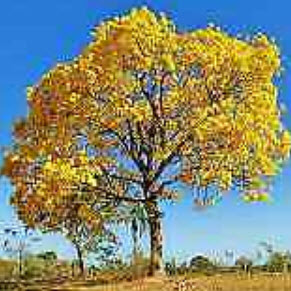 ศรีตรัง (Jacaranda mimosifolia) สีเหลือง / 5 เม็ด (Brazil)