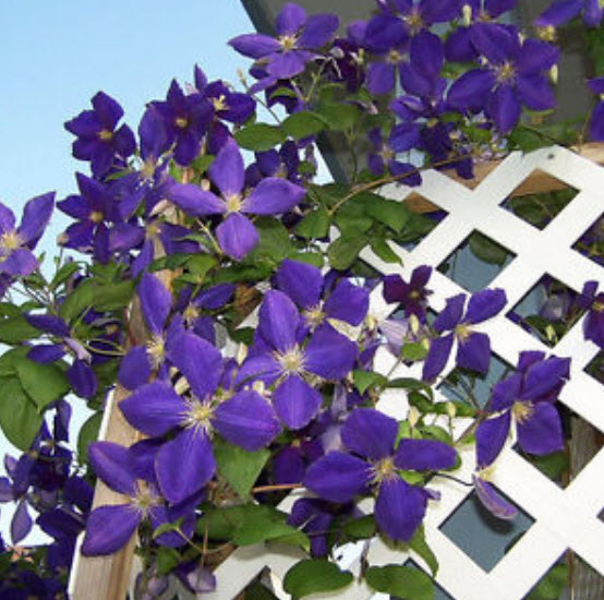 เคล็มแมททิส (Clematis) สีม่วง (A) / 100 เม็ด