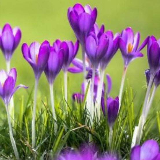 หญ้าฝรั่น (Saffron / Crocus) / 10 เม็ด (China)