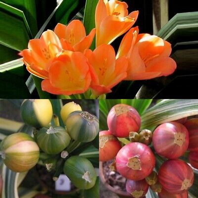 คลิเวียด่าง (ว่านสิบแสนด่าง) / 10 เม็ด (นอก)