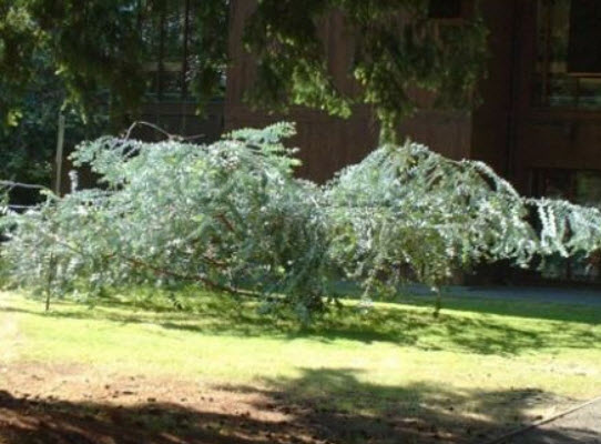 ยูคาลิปตัส เบบี้บลู (Eucalyptus - Baby Blue) / 10 เม็ด (Portugal)