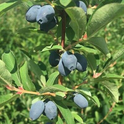 ฮันนี่เบอรี่ หรือแฮสแคป (Honeyberry / Haskap) / 200 เม็ด