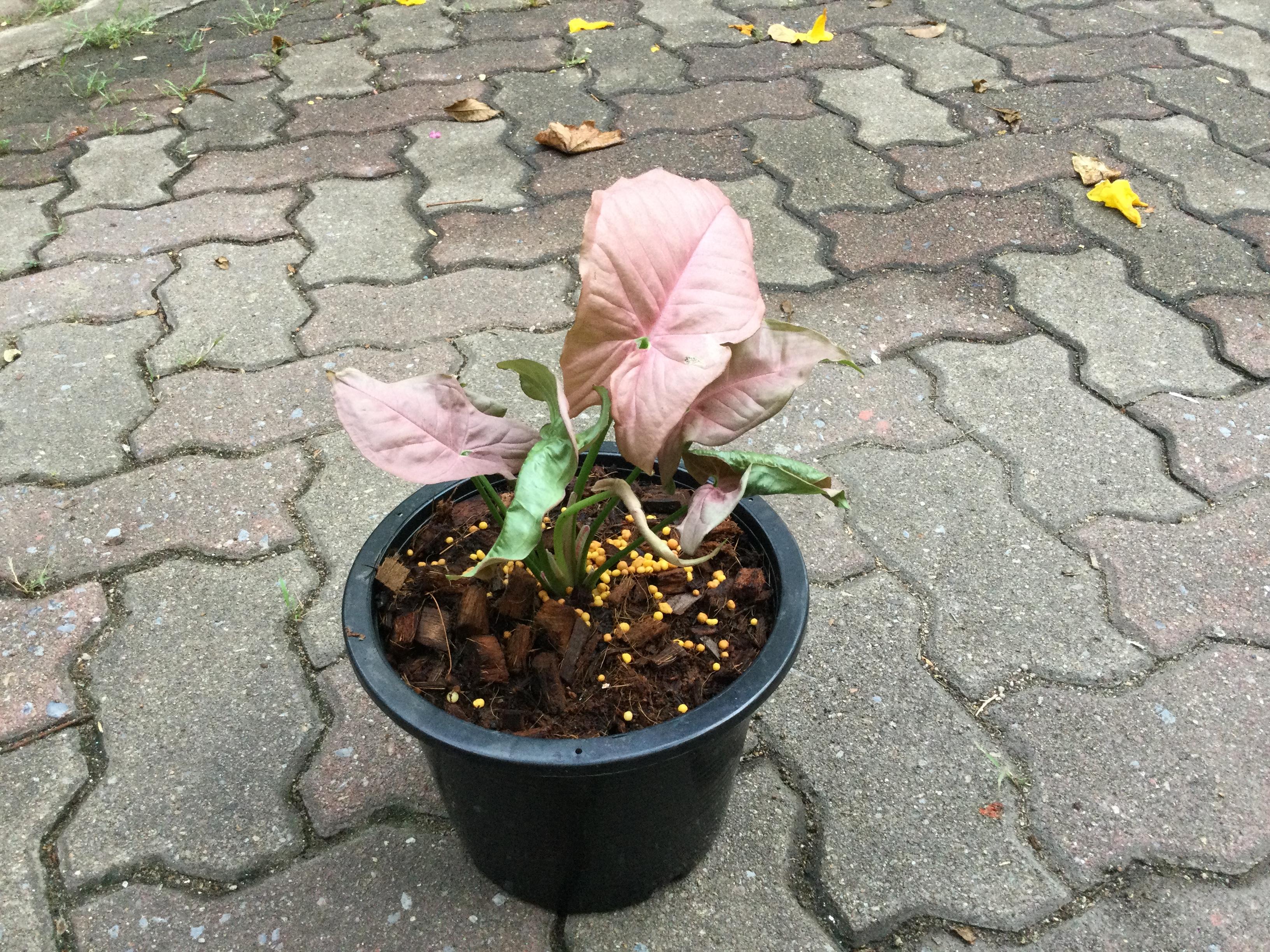 ต้นออมชมพูด่าง กระถาง 8 นิ้ว