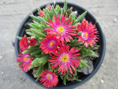 ไอซ์แพล้นท์ (Ice Plant) สีแดง / 100 เม็ด (USA)