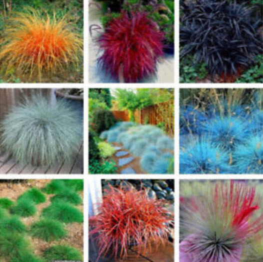 หญ้าฟาง (Fescue grass) คละสารพัดสี / 100 เม็ด