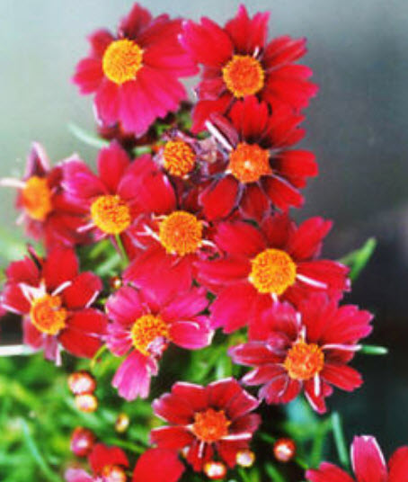 ดอกไม้ไหว (Plain Coreopsis) สีแดง / ซอง 30 เม็ด (A227)