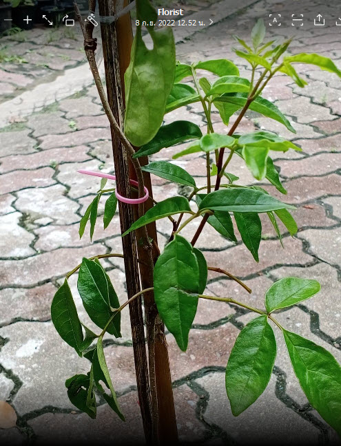 ต้นแพรชมพู กระถาง 8 นิ้ว เถายาว 100 ซ.ม. ขึ้นไป / ต้น