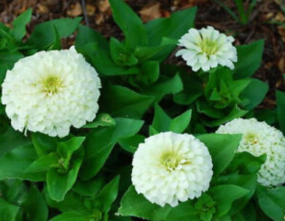 บานชื่นขาว (Polar Bear zinnia) / 110 เม็ด (UK)*