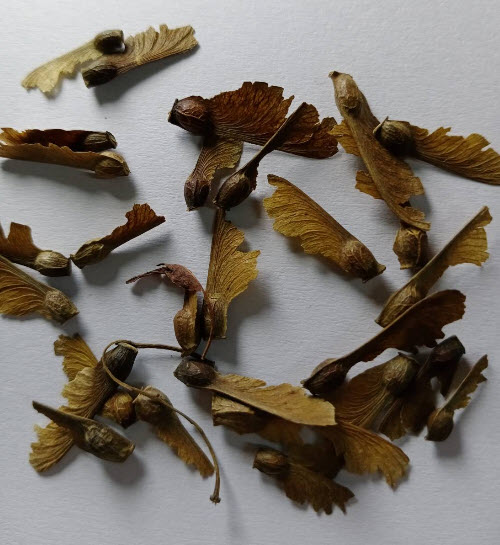 เมเปิ้ลญี่ปุ่น Iroha Momiji / 20 เม็ด