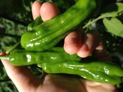 พริกยักษ์ Numex Big Jim / 30 เม็ด (Italy)*